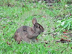 Marsh rabbit at Ding Darling refuge in Florida photo