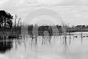 Marsh Reflections