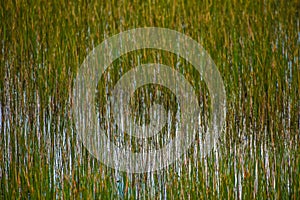 marsh and river grass in the swamps of Louisiana
