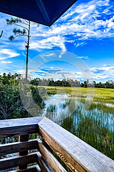 marsh and river grass in the swamps of Louisiana