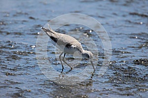 Marsh Sandpiper