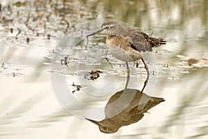 Marsh Sandpiper