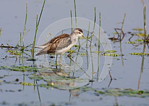 Marsh sandpiper photo