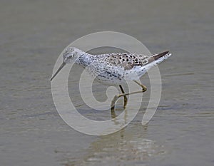 Marsh Sandpiper