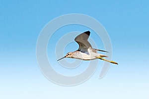 Marsh Sandpiper in flight (Tringa stagnatilis)