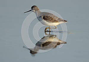 Marsh Sandpiper and its reflection on water at Asker marsh