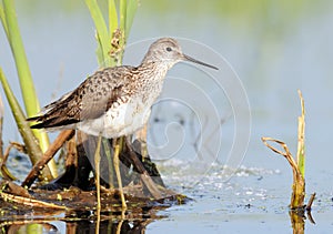 Marsh Sandpiper in marsh