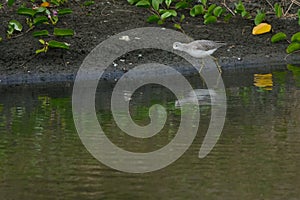 Marsh Sandpiper in shallow water