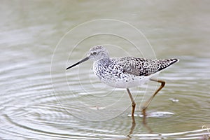 Marsh Sandpiper (Tringa stagnatilis)