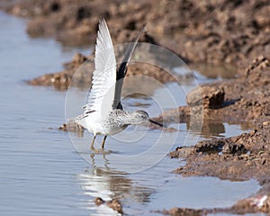 Marsh Sandpiper (Tringa stagnatilis)