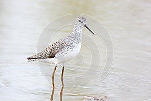 Marsh Sandpiper (Tringa stagnatilis)