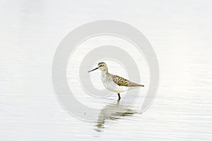 Marsh Sandpiper (Tringa stagnatilis) photo