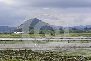 Marsh of SantoÃÂ±a photo