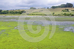 Marsh of SantoÃÂ±a photo