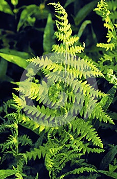 Marsh Shield Fern   41083 photo