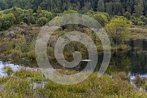 Marsh Siberia Forest Autumn