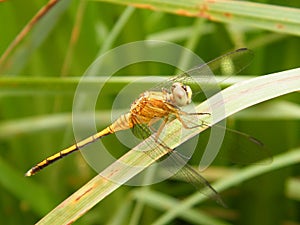 A Marsh Skimmer dragonfly living in Sri Lanka