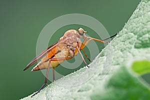 Marsh Snipefly