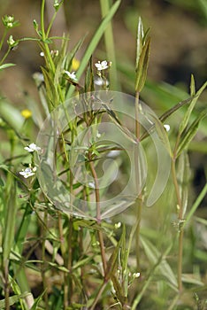 Marsh Speedwell