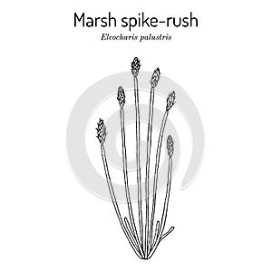 Marsh spike-rush Eleocharis palustris , wetland plant