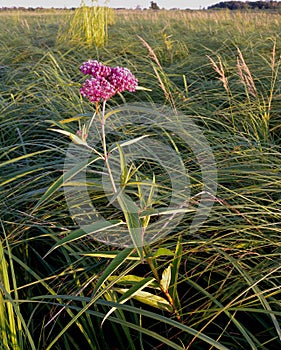 Marsh or Swamp Milkweed