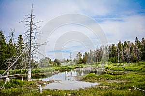 Marsh and swamp in rural Wyoming, near the ghost town of Miners Delight