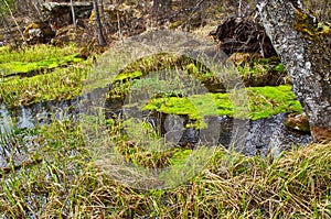 Marsh in taiga - wild Siberian forest