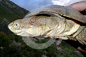 A marsh terrapin looking anxiously on