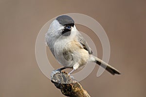 Marsh tit