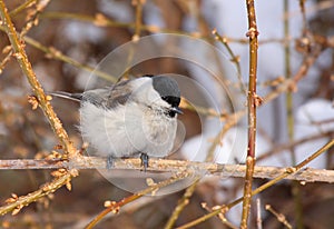 Marsh tit