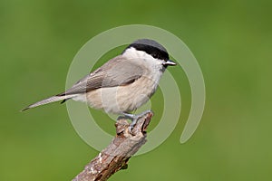 Marsh Tit