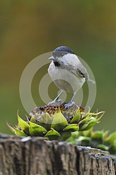 Marsh tit