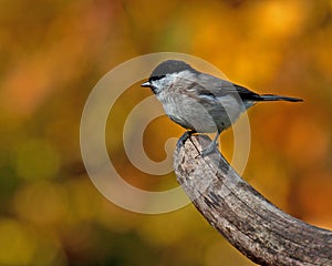 The marsh tit