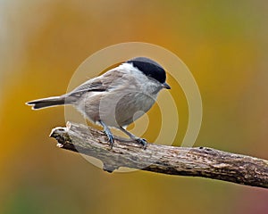 The marsh tit