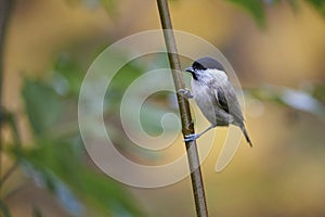 Marsh tit