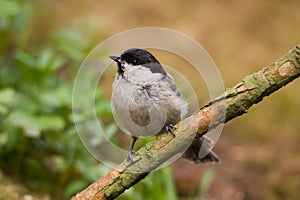 Marsh Tit