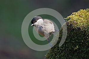 Marsh Tit