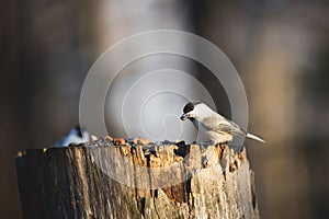 Marsh Tit bird or Poecile palustris sitting on the stump and pecking seeds in the winter forest