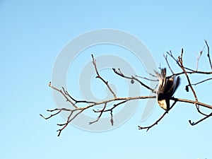 The Marsh Tit flying aroung the  wild roses.