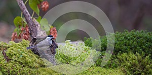 Marsh Tit with moss and lichen