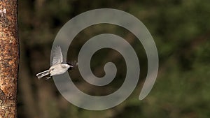 Marsh Tit, parus palustris, Adult taking off from Tree Trunk, Flying