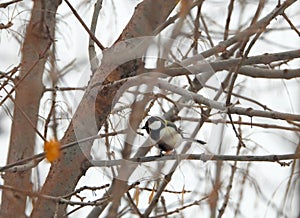 Marsh Tit perched on a tree photo