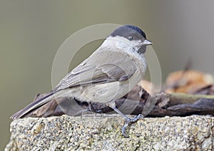 The marsh tit Poecile palustris