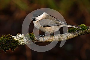 The marsh tit. Poecile palustris