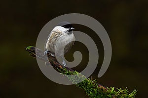 The marsh tit. Poecile palustris