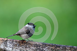 Marsh Tit Poecile palustris