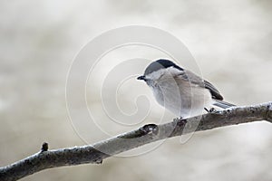 Marsh tit Poecile palustris on on a branch, a small passerine