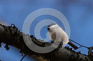 Marsh tit Poecile palustris closeup