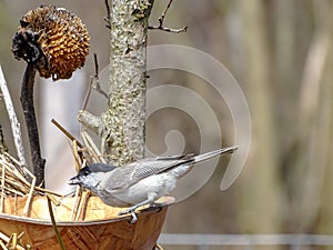 Marsh Tit Poecile palustris eats sunflower seeds in a bright April day