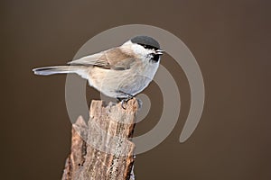 Marsh tit Poecile palustris frequent visitor in winter on a feeder.